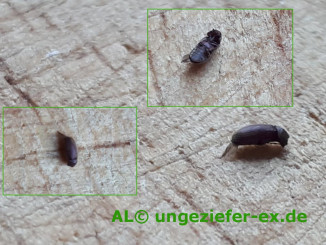 Kleine Käfer Ansicht So sieht ein Brotkäfer aus