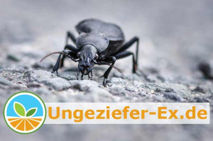 Ungeziefer Wissen Schädlingskunde und Anti-Vermin Ratgeber: Erfolgreiche Ungezieferbekämpfung