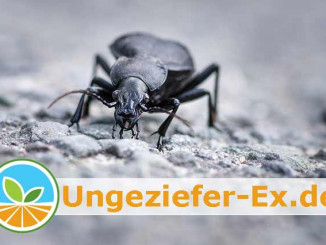 Bild: Schwarze Käfer im Haus - Diese Arten kommen vor