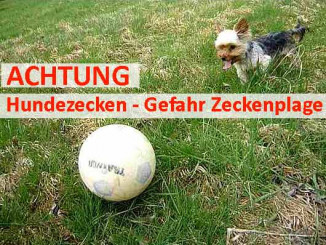 Braune Hundezecken Zeckenplage für Hunde