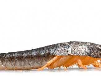 Silberfisch Steckbrief