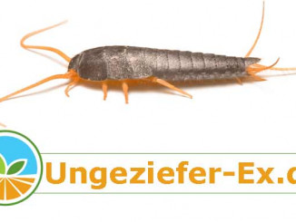 Silberfische Silberfischche bekaempfen Befämpfung von Fischchen