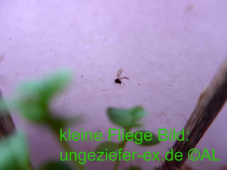 Trauermücken Trauerfliegen Plage im Haus