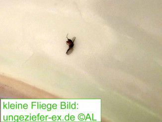 kleine Fliegen in der Wohnung Ansicht