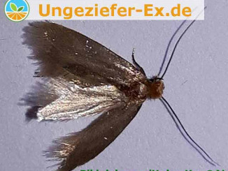 bild zeigt ausgewachsene Lebensmittelmotte