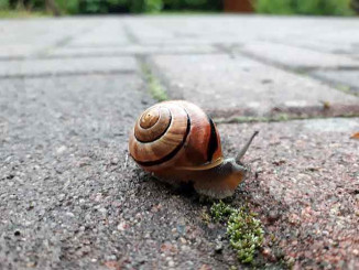 Schneckenfallen gegen Schnecken im Garten Schneckenabwehr hier