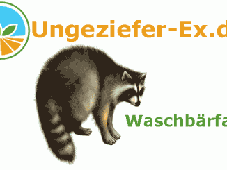 Waschbärfalle fängt Waschbären lebend